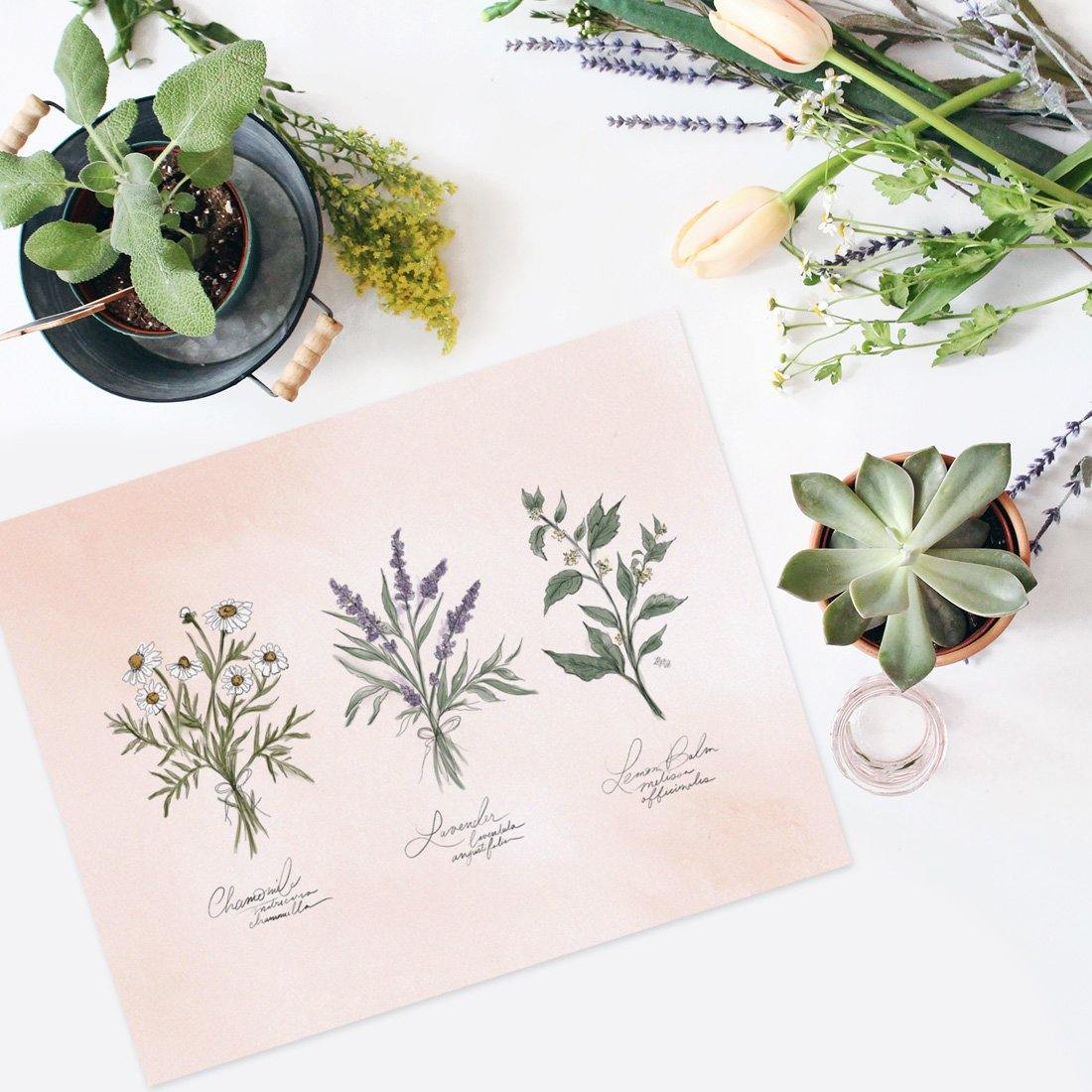 Calming Herbs - Print - Lily & Val