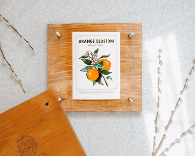 Orange Blossom - Print - Lily & Val